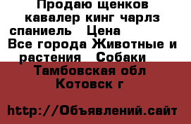 Продаю щенков кавалер кинг чарлз спаниель › Цена ­ 40 000 - Все города Животные и растения » Собаки   . Тамбовская обл.,Котовск г.